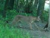 Puma widziana w okolicach Zagórza Śląskiego to nie fejk! Jest zdjęcie z fotopułapki. Leśnicy apelują o ostrożność
