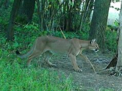 Puma widziana w okolicach Zagórza Śląskiego to nie fejk! Jest zdjęcie z fotopułapki. Leśnicy apelują o ostrożność