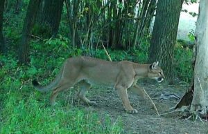 Puma widziana w okolicach Zagórza Śląskiego to nie fejk! Jest zdjęcie z fotopułapki. Leśnicy apelują o ostrożność