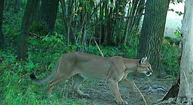 Puma widziana w okolicach Zagórza Śląskiego to nie fejk! Jest zdjęcie z fotopułapki. Leśnicy apelują o ostrożność
