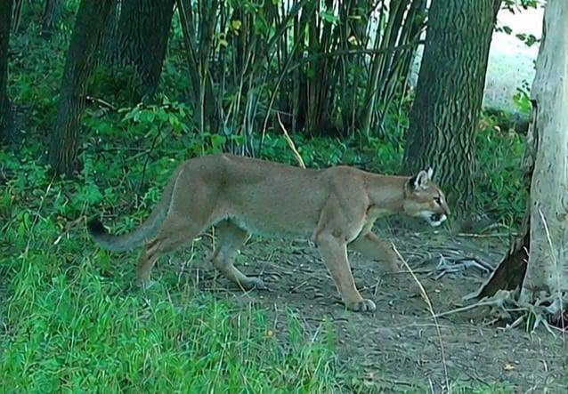 Puma widziana w okolicach Zagórza Śląskiego to nie fejk! Jest zdjęcie z fotopułapki. Leśnicy apelują o ostrożność