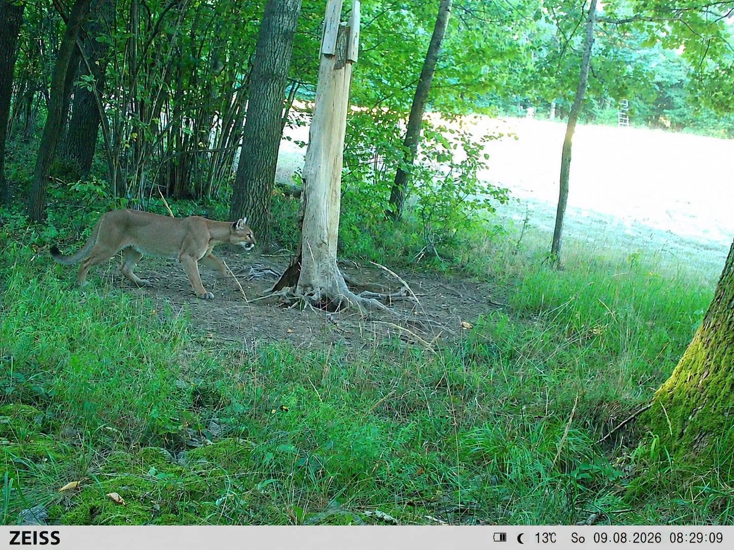 Puma widziana w okolicach Zagórza Śląskiego! Leśnicy i służby apelują o ostrożność