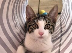 Uratowany Jumper szuka kochającego domu