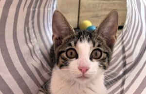 Uratowany Jumper szuka kochającego domu
