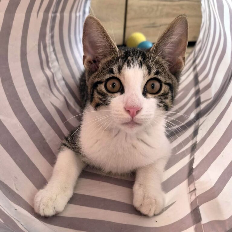 Uratowany Jumper szuka kochającego domu Aktualizacja]