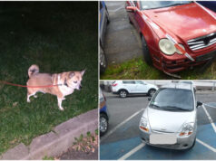 Fekalia wylewane do parku, zagubiona papuga i porzucony pies. Interwencje straży miejskiej