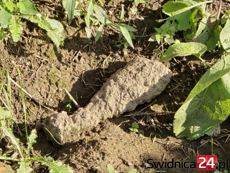Niebezpieczne znalezisko przy ulicy Górnej w Strzegomiu. Na miejsce wezwano saperów [FOTO]
