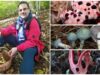 Śmierdzą, „krwawią”, świecą. Dziwaczni kuzyni borowika i maślaka