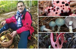 Śmierdzą, „krwawią”, świecą. Dziwaczni kuzyni borowika i maślaka