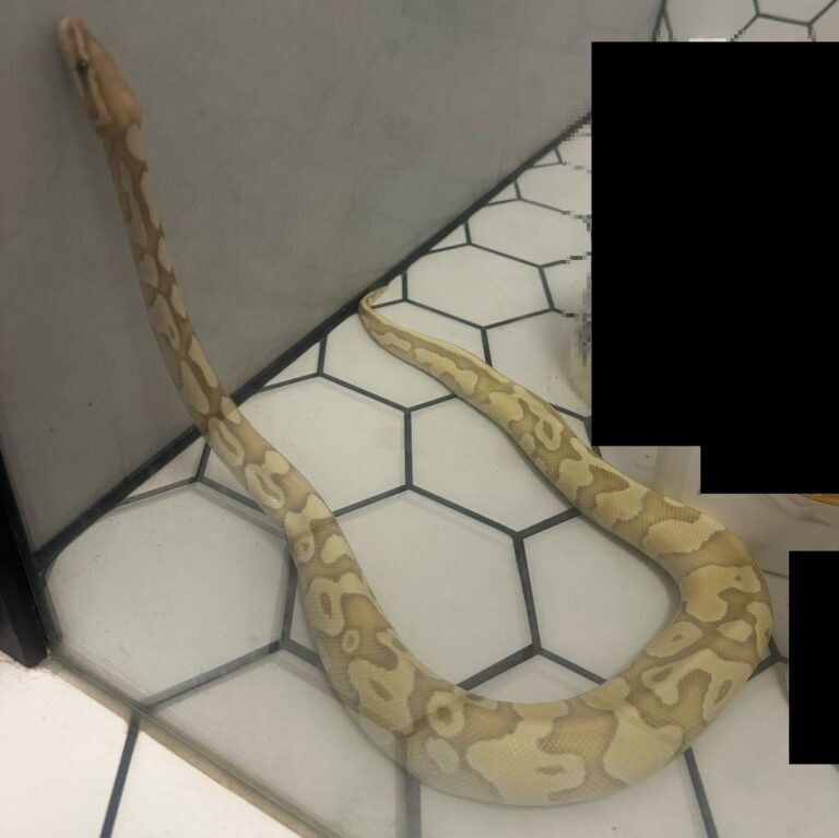Niecodzienny gość. Pyton w kabinie prysznicowej [FOTO]