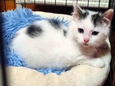 2-miesięczny Luluś szuka kochającego domu