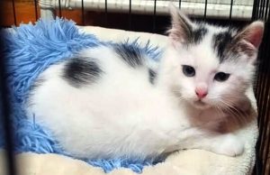 2-miesięczny Luluś szuka kochającego domu