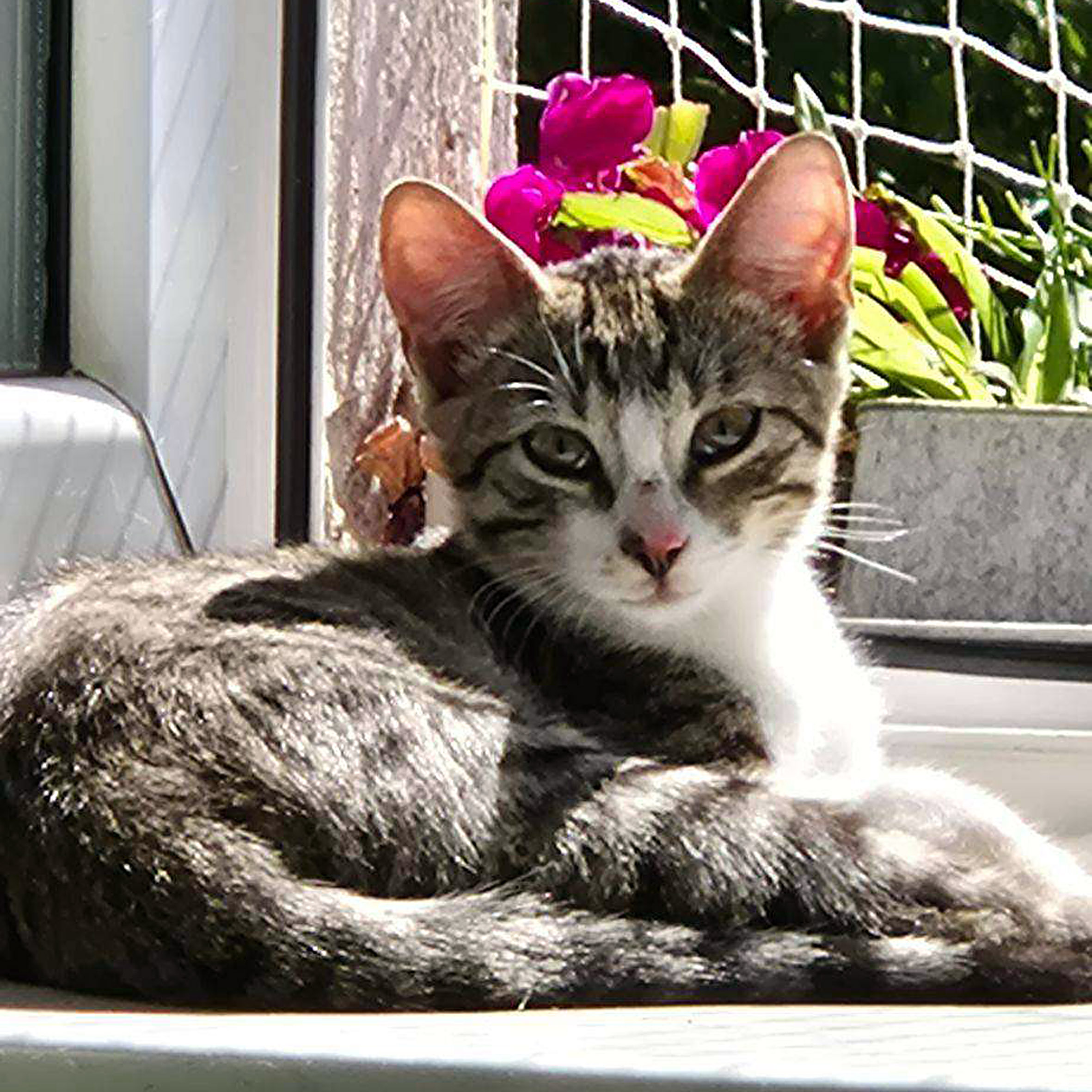 Pięciomiesięczne kocie rodzeństwo poleca się do adopcji