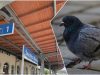 Gołębi problem na stacji Świdnica Miasto. Kolejarze chcą zamontować siatki