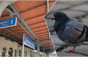 Gołębi problem na stacji Świdnica Miasto. Kolejarze chcą zamontować siatki