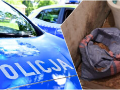 Lewy tytoń przejęty przez celników