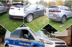 Potrącona sarna, parkowanie na trawniku, nielegalna toaleta za przystankiem. Interwencje straży miejskiej