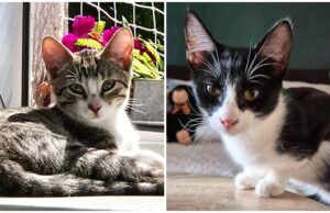 Pięciomiesięczne kocie rodzeństwo poleca się do adopcji